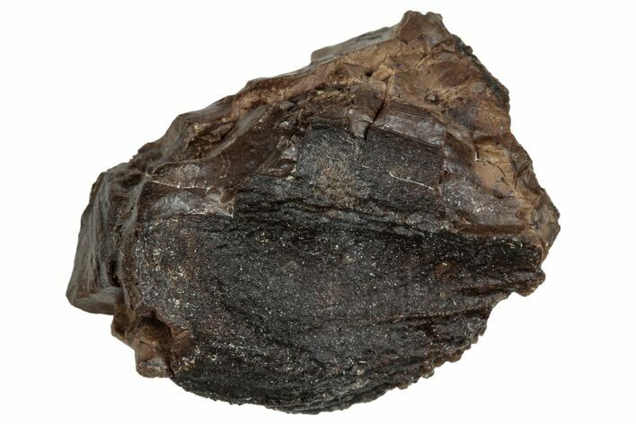 Dinosaur (Triceratops) Tooth - Montana #288124